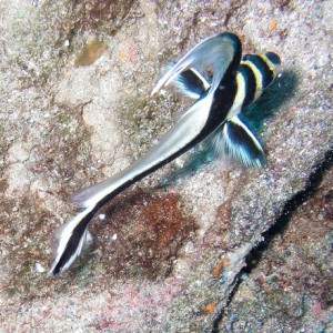 Jackknife fish on the Sea Star