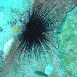 Urchin on the Sea Star