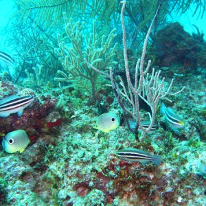 Reef and fish