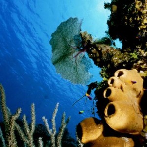 Sponges, fan coral and sunburst