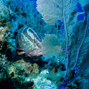 Shy grouper