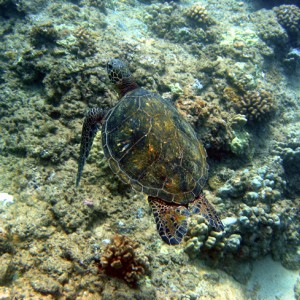 Turtle