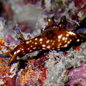 Tiny Sea Hare