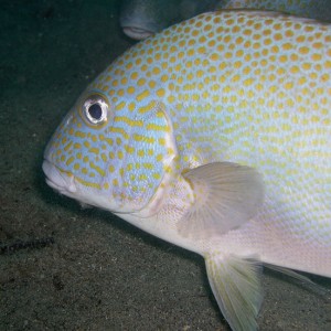 Goldspot Sweetlips