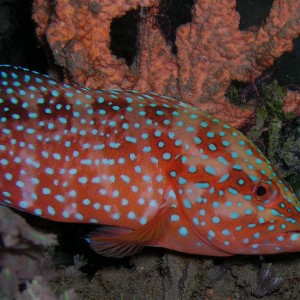 Coral Grouper