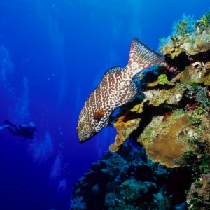 Grouper on a wall