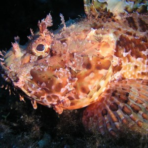 scorpionfish2
