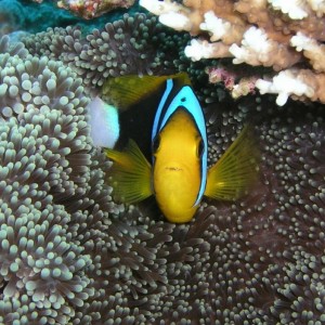 Clown Fish in Palau