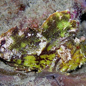 Leaf Scorpionfish