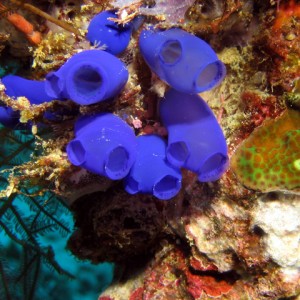 Blue Ascidians (Menjangan)