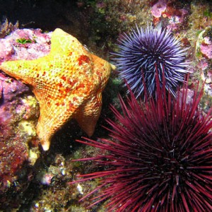 Bat star & urchins