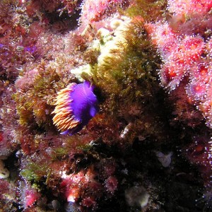 Nudibranch & anemones