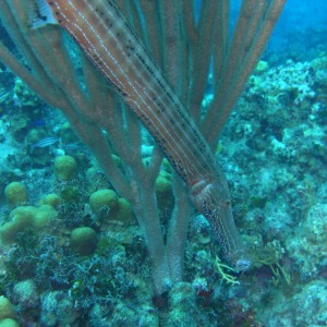 Trumpetfish