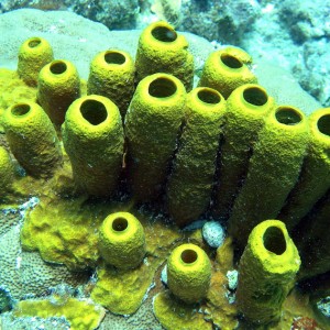 Yellow Sponges