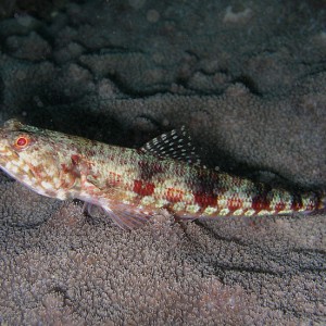 Sinister Lizardfish