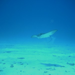 Spotted Eagle Ray-Aug 2004