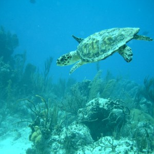 Hawksbill-Little Cayman