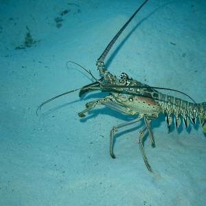 Spiny Lobster-Little Cayman Aug 2004