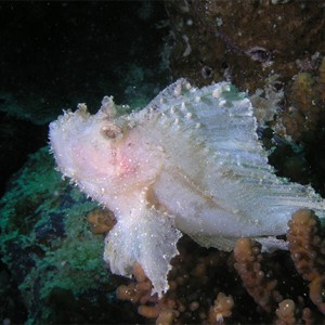 white leaf fish