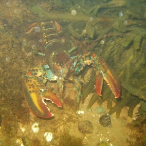 Lobster2