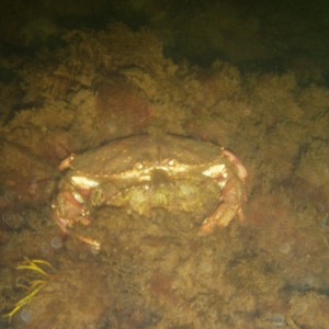 Pair_of_crabs