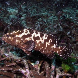 Grouper