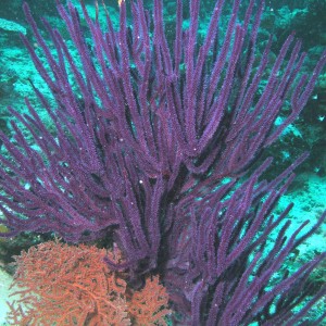 Pirple Coral