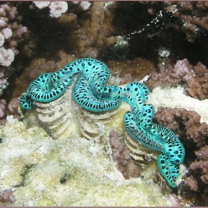 Tahaa_-_Giant_Clam_1