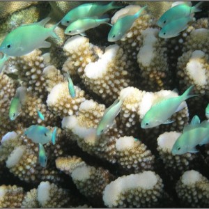 Moorea_Coral_and_Fish