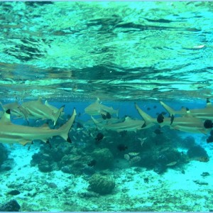 Moorea_Shark_Frenzy_ce_