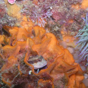 Gobi  Sponge  Anemon  Crab Nudibranch