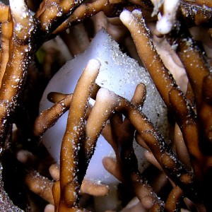 Cuttlefish Egg