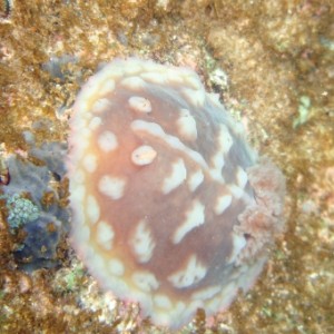 clumpy nudi