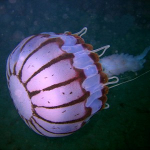 Purple striped jellyfish