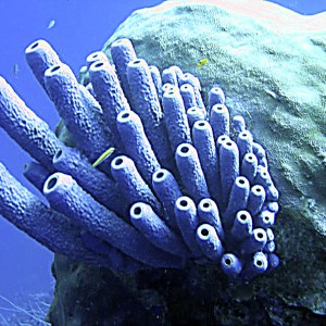 Purple Barrel Coral