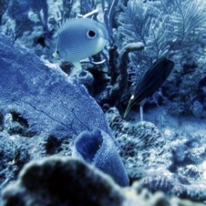 4-Eyed Butterfly Fish