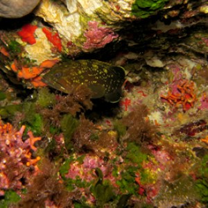 2007-08-17_Dive_5_-_Reqqa_Point_-_Vernas_baby_grouper_in_hideout