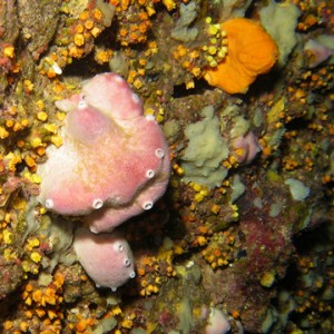 2007-08-15_Dive_1_-_Dawra_tas-Sanap_-_Tunicates_and_coral