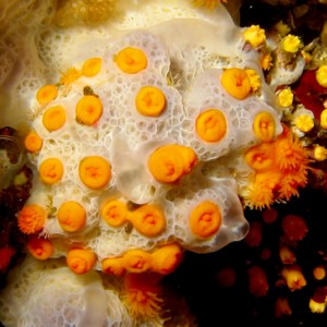 2007-08-15_Dive_2_-_Double_Arch_Reef_-_Star_corals_in_tunicate