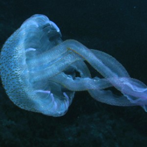 2007-08-15_Dive_2_-_Double_Arch_Reef_-_Jellyfish