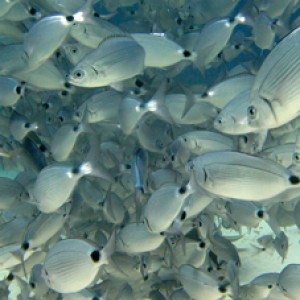 2007-08-17_Dive_6_-_Comino_Caves_-_Feeding_frenzy