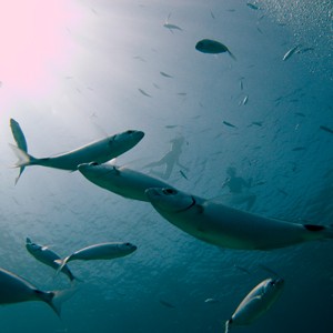 2007-08-17_Dive_6_-_Comino_Caves_-_Swimmers_and_fish