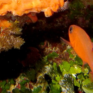 2007-08-16_Dive_4_-_Crocodile_Rock_-_Tunicate_with_shrimp_and_cardinal_fish