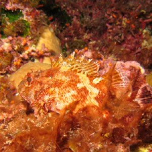 2007-08-17_Dive_5_-_Reqqa_Point_-_Brown_scorpionfish