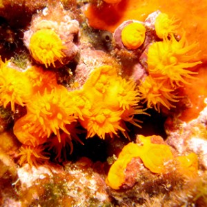 2007-08-17_Dive_5_-_Reqqa_Point_-_Star_coral_cluster.jpg