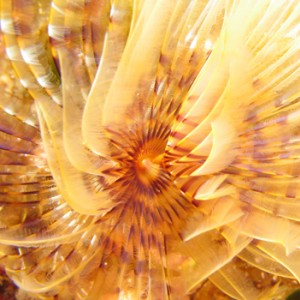 2007-08-18_Dive_9_-_Coral_Cave_-_Peacock_worm2