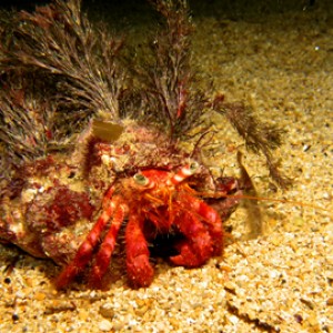 2007-08-17_Dive_7_-_Xlendi_Bay_night_dive_-_Hermit_crab