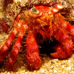 2007-08-17_Dive_7_-_Xlendi_Bay_night_dive_-_Hermit_crab_macro