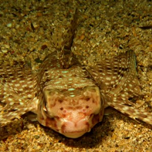 2007-08-17_Dive_7_-_Xlendi_Bay_night_dive_-_Flying_gurnard