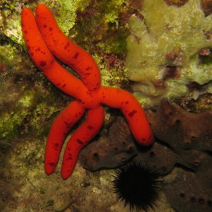 2007-08-18_Dive_8_-_Wrecks_-_Grazing_long_limb_starfish